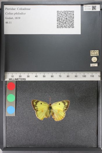 Media type: image;   Entomology 119180